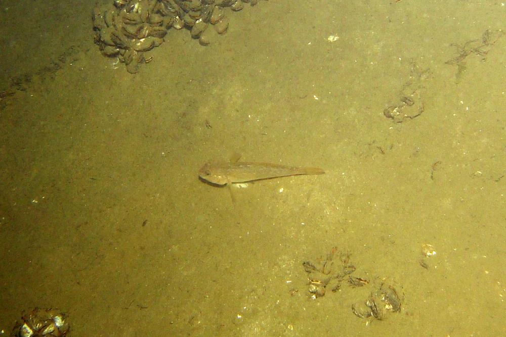 Album 20140911S517NeogobiusmelanostomusZwartbekgrondelvisplasKatwijk